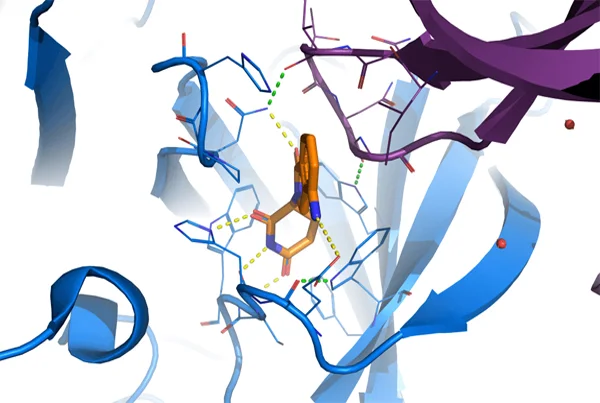 Molecular Studies
